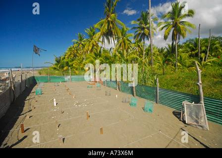 Brüterei an Strand Matapalo, Puntarenas Provinz Cenral Pacific Region, Costa Rica, Mittelamerika Stockfoto