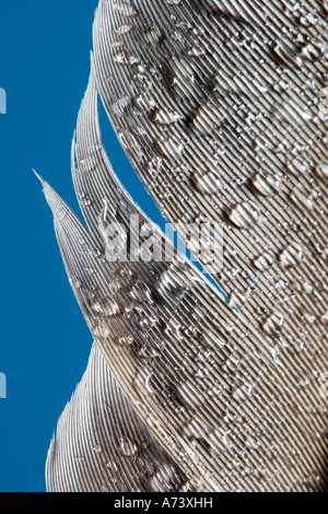 Wassertropfen auf Feder UK Stockfoto
