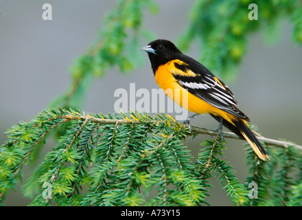 Männliche Baltimore Oriole, Ikterus Galbula, männliche Baltimore Oriole, Ikterus Galbula, Stockfoto