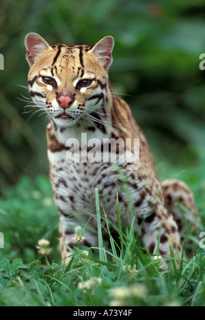 Reichweite: Süden der USA bis nach Südamerika, Ozelot (Felis Pardalis) sitzen im Rasen Stockfoto