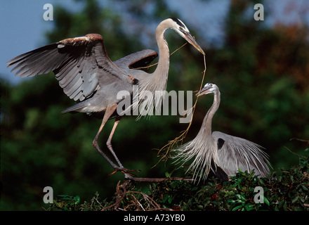 Balz Ritual der Paarung zweier große blaue Reiher bei Heron Rookery, Venice, Florida. Stockfoto