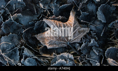 Ein Hauch von Winter ersten Frost auf Laub Stockfoto