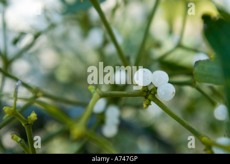 Europäische Mistel Viscum Album weiße Beeren Stockfoto