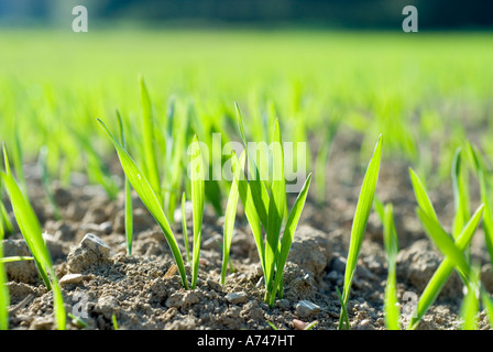 junge Triebe von Getreide wie Roggen Weizen Gerste oder Hafer Gegenlicht Stockfoto