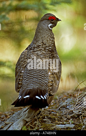 Eine Nahaufnahme der Rückansicht Porträt einer Fichte Grouse. Stockfoto