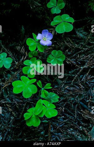 Ein Array von Klee mit Blume wächst auf dem Boden von einem Redwood-Wald nördlichen Kalifornien USA Stockfoto