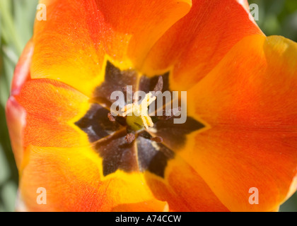 Makroaufnahme von innen eine orangefarbene Tulpe. Stockfoto