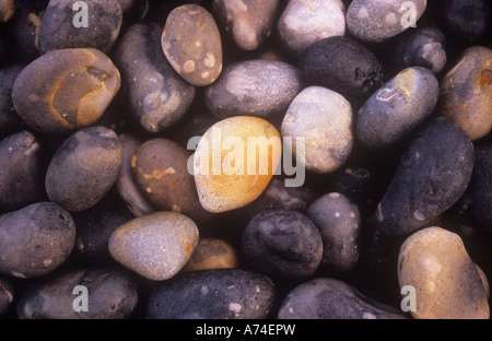 Nahaufnahme von glatte Kieselsteine am Strand gedämpft durch Meer, ihre feine Unterschiede in Farbe und einige Kontraste zu offenbaren Stockfoto