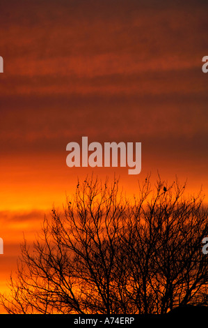 Ein Silhouette Baum gesetzt gegen einen natürlichen roten Sky.With einen einsamen Vogel auf eine ihrer Filialen. Stockfoto