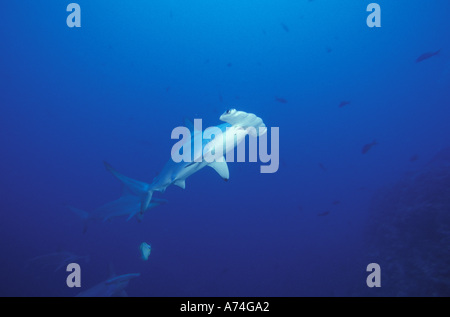 Bogenstirn-Hammerhai (Sphyma lewinii) Stockfoto