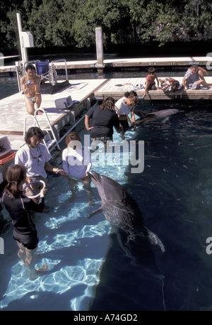 Mikronesien, Palau Dolphin Pazifik; Trainer und Besucher mit Delfinen große Tümmler (Tursiops Truncatus) Stockfoto