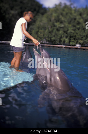 Mikronesien, Palau Dolphin Pazifik; Trainer arbeiten mit Delfin große Tümmler (Tursiops Truncatus) Stockfoto