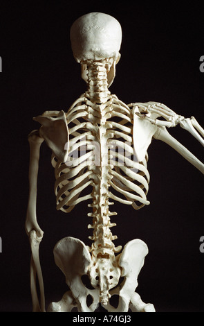 Skelett von hinten zeigt Rückgrat und Wirbel Stockfoto