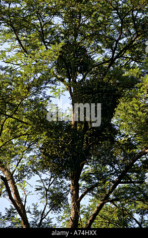 Mistel Viscum Album in Frankreich Baum wächst Stockfoto