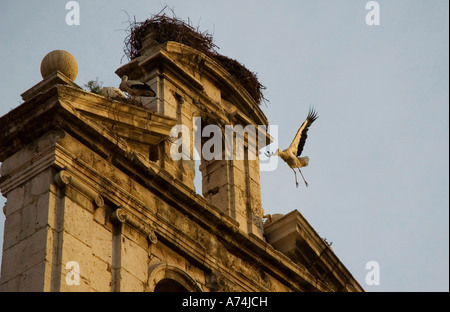 Storch in der Kapelle des alten Major Schule von San Ildefonso ALCALA DE HENARES autonomen Gemeinschaft von Madrid Spanien Stockfoto