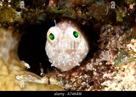 Segmentierte Blenny Salarias Segmentatus. Kopf aus dem Loch stossen Stockfoto