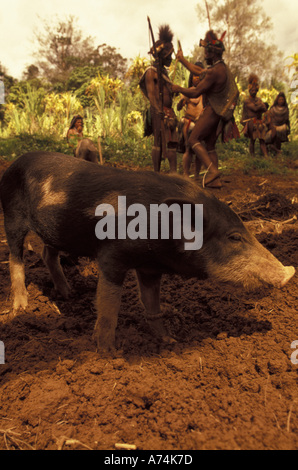 Asien, Papua Neuguinea, Tari Valley. Huli Wigmen mit Schweinen im Feld Stockfoto