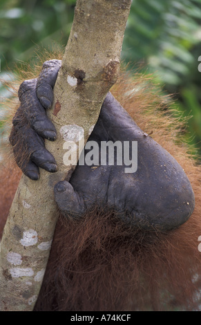 Borneo, Tanjung Nationalpark Orang-Utan (Pongo Pygmaeus) männlichen Fuß halten kleine Baumstamm Stockfoto