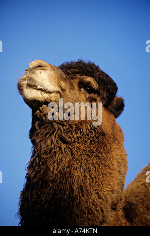 Leiter des baktrischen Kamel Camelus bactrianus Stockfoto