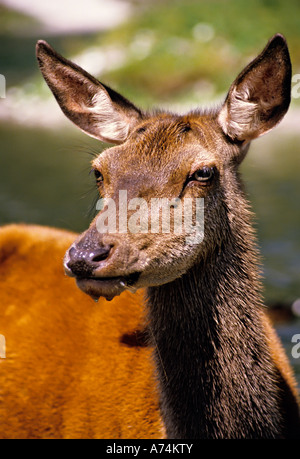 Leiter der Rothirsch Cervus Elaphus Damhirschkuh, die im Fluss daher Wasser auf Gesicht Österreich getrunken hat Stockfoto
