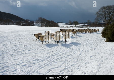 Schafe, die darauf warten, an einem kalten Wintern Morgen Powys Wales UK gefüttert werden Stockfoto