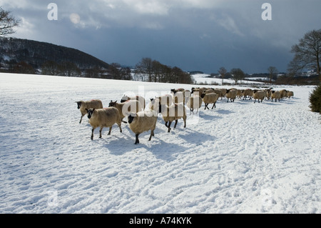 Schafe, die darauf warten, an einem kalten Wintern Morgen Powys Wales UK gefüttert werden Stockfoto