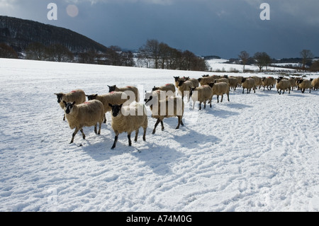 Schafe, die darauf warten, an einem kalten Wintern Morgen Powys Wales UK gefüttert werden Stockfoto