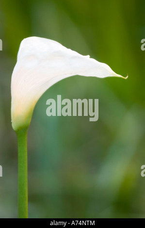 Elegante weiße Blume von Zantedeschia aethiopica, Araceae, heimisch in Südafrika. Nahaufnahme einer Calla-Lilie vor einem verschwommenen grünen Hintergrund. Stockfoto