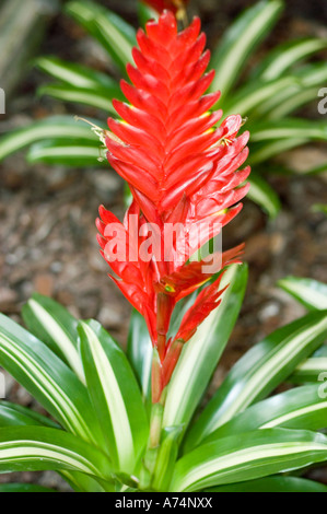 Leuchtend rote Vriesea-Bromelia-Pflanze mit auffälligen bunten grünen und weißen Blättern in einer üppigen Gartenumgebung. Stockfoto