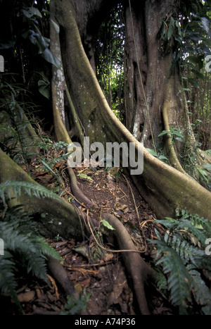 Mittelamerika, Belize in die Cockscomb Basin Jaguar Reservat wandern Stockfoto