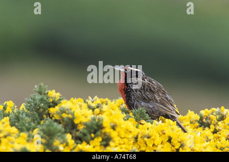 Falkland-Inseln, West Point Insel, subantarktischen. Eine lange tailed Meadowlark Futter für Lebensmittel auf Gorst Büschen. Stockfoto