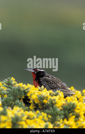 Falkland-Inseln, West Point Insel, subantarktischen. Eine lange tailed Meadowlark Futter für Lebensmittel auf Gorst Büschen. Stockfoto