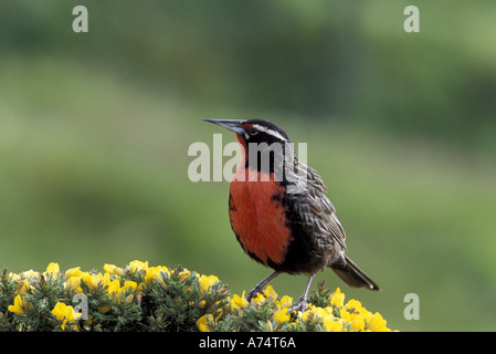 Falkland-Inseln, West Point Insel, subantarktischen. Eine lange tailed Meadowlark Futter für Lebensmittel auf Gorst Büschen. Stockfoto