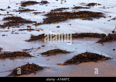 Algen am Strand Milford Auckland New Zealand Stockfoto