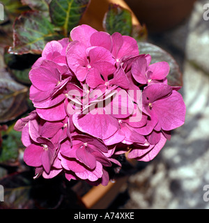 Rosa Hortensie Garten Blume Stockfoto