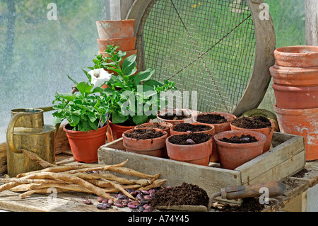 Stangenbohnen Pflanzen im Gewächshaus im Frühjahr Stockfoto