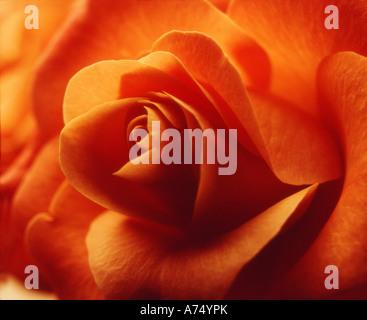 orangefarbene Blume Nahaufnahme Stockfoto