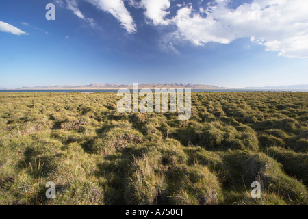Grasbüschel herum See Lied Kol Stockfoto