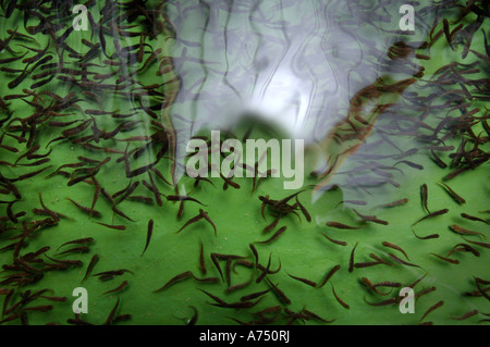 FORELLEN-JUNGTIERE AUF EINER FISCHFARM-UK Stockfoto