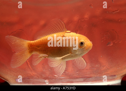 Goldfisch im Goldfischglas PR CL Stockfoto