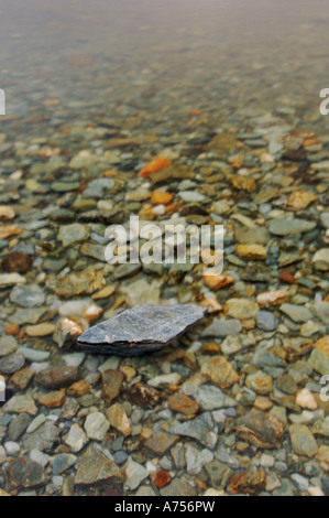 Dimond geformten Felsen Loch Lomond Scotland UK Stockfoto