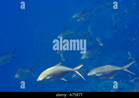 Kleine gefleckte Dart Trachinotus Bailloni Rongelap Marshallinseln Mikronesien Stockfoto