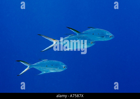 Kleine gefleckte Dart Trachinotus Bailloni Rongelap Atoll Marshallinseln Mikronesien Stockfoto