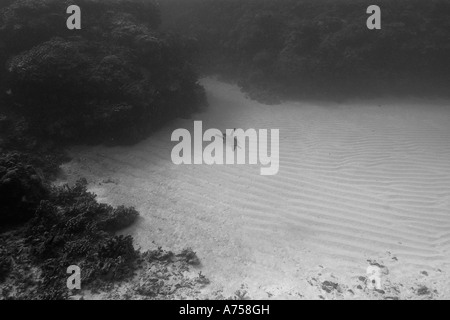 Grüne Meeresschildkröte Chelonia Mydas Rongelap Atoll Marshallinseln Mikronesien Stockfoto