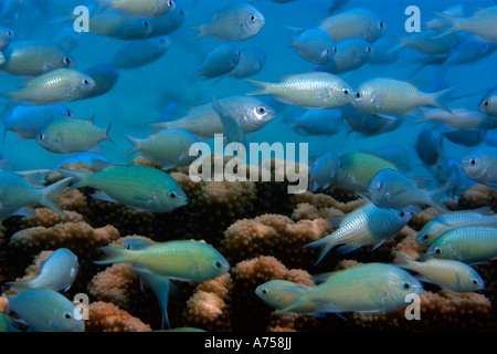 Blau grüne Chromis Chromis Viridis Rongelap Atoll Marshallinseln Mikronesien Stockfoto