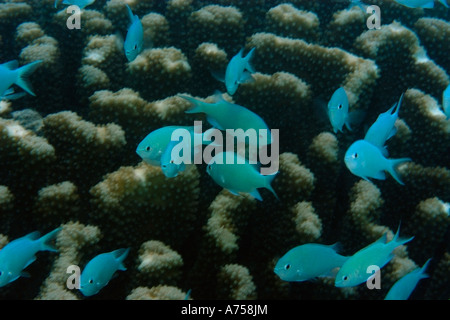 Blaue grüne Chromis Chromis Viridis Rongelap Marshallinseln Mikronesien Stockfoto