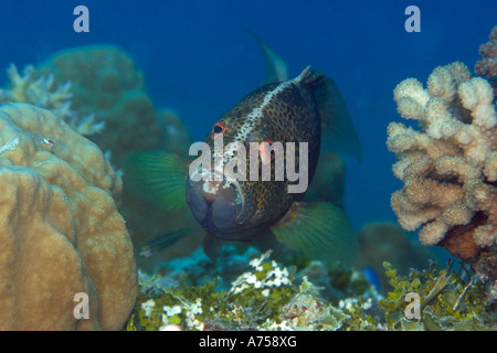 Gelb umrandete Lyretail Zackenbarsch Variola Louti Übergangs phase Rongelap Atoll Marshallinseln Mikronesien Stockfoto