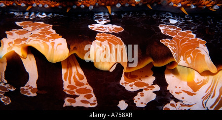 Dornige Auster Spondylus Varius Rongelap Atoll Marshallinseln Mikronesien Stockfoto