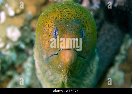 Riesen Muräne Gymnothorax Javanicus Rongelap Marshallinseln Mikronesien Stockfoto