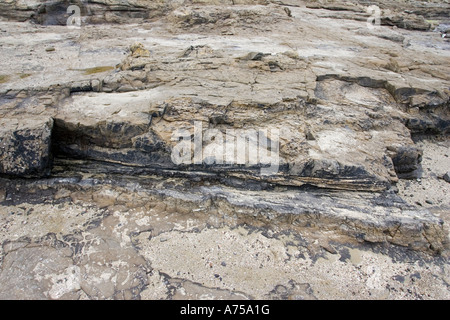 Versteinerten Baumstamm in exponierten Felsen am Strand von Curio Bay vor Ort der fossile Wald in den Catlins Küste Southland New Zealand Stockfoto